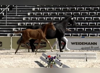 Caballo de deporte alemán, Yegua, Potro (03/2026), 170 cm, Alazán