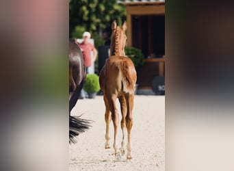 Caballo de deporte alemán, Yegua, Potro (04/2025), 170 cm, Alazán