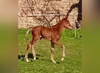 Caballo de deporte alemán, Yegua, Potro (04/2024), 170 cm, Alazán-tostado