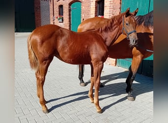 Caballo de deporte alemán, Yegua, Potro (04/2024), 170 cm, Alazán-tostado