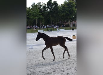 Caballo de deporte alemán, Yegua, Potro (05/2025), 170 cm