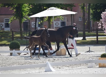 Caballo de deporte alemán, Yegua, Potro (05/2025), 170 cm