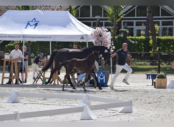 Caballo de deporte alemán, Yegua, Potro (05/2025), 170 cm