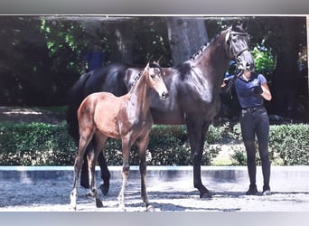 Caballo de deporte alemán, Yegua, Potro (04/2026), 170 cm, Castaño