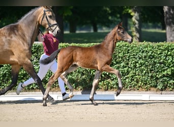 Caballo de deporte alemán, Yegua, Potro (03/2025), 170 cm, Castaño oscuro