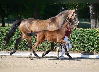 Caballo de deporte alemán, Yegua, Potro (03/2025), 170 cm, Castaño oscuro