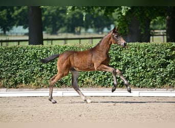 Caballo de deporte alemán, Yegua, Potro (03/2025), 170 cm, Castaño oscuro