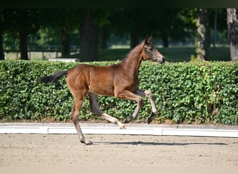 Caballo de deporte alemán, Yegua, Potro (03/2025), 170 cm, Castaño oscuro