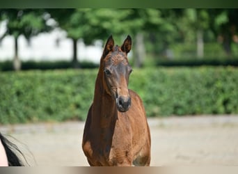 Caballo de deporte alemán, Yegua, Potro (03/2025), 170 cm, Castaño oscuro