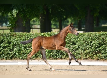Caballo de deporte alemán, Yegua, Potro (03/2025), 170 cm, Castaño oscuro