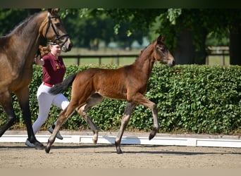 Caballo de deporte alemán, Yegua, Potro (03/2025), 170 cm, Castaño oscuro