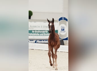 Caballo de deporte alemán, Yegua, Potro (05/2026), 170 cm, Morcillo