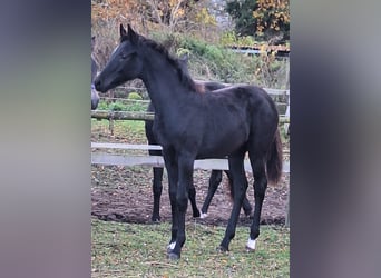 Caballo de deporte alemán, Yegua, Potro (05/2025), 170 cm, Negro