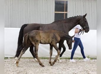 Caballo de deporte alemán, Yegua, Potro (04/2024), 170 cm, Negro