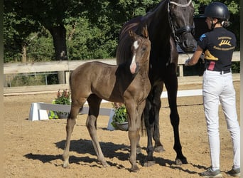 Caballo de deporte alemán, Yegua, Potro (06/2026), 170 cm, Negro