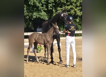 Caballo de deporte alemán, Yegua, Potro (06/2026), 170 cm, Negro