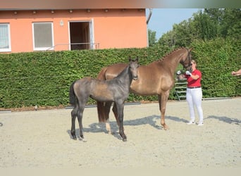 Caballo de deporte alemán, Yegua, Potro (03/2026), 170 cm, Tordo ruano