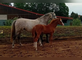 Caballo de deporte alemán, Yegua, Potro (02/2025), Alazán