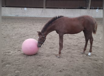 Caballo de deporte alemán, Yegua, Potro (04/2024), Alazán-tostado