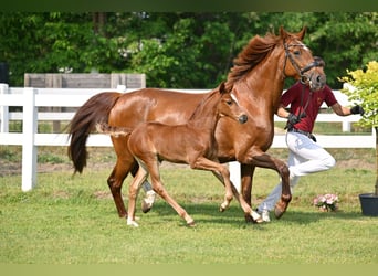 Caballo de deporte alemán, Yegua, Potro (05/2025), Alazán-tostado
