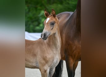 Caballo de deporte alemán, Yegua, Potro (05/2024), Alazán-tostado