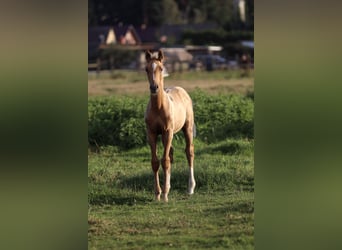 Caballo de deporte alemán, Yegua, Potro (05/2026)