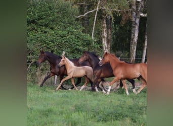 Caballo de deporte alemán, Yegua, Potro (05/2026)