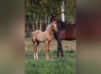 Caballo de deporte alemán, Yegua, Potro (05/2026)
