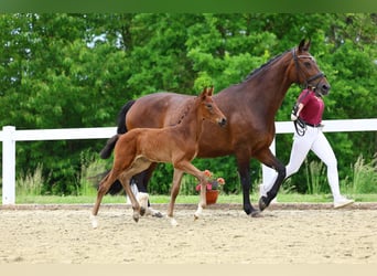 Caballo de deporte alemán, Yegua, Potro (05/2025)