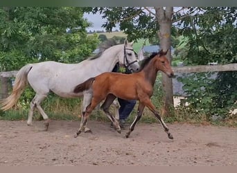 Caballo de deporte alemán, Yegua, Potro (05/2026), Castaño