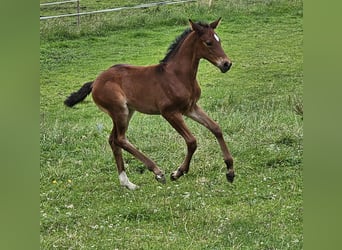 Caballo de deporte alemán, Yegua, Potro (05/2024), Castaño