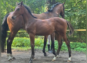 Caballo de deporte alemán, Yegua, Potro (04/2025), Castaño