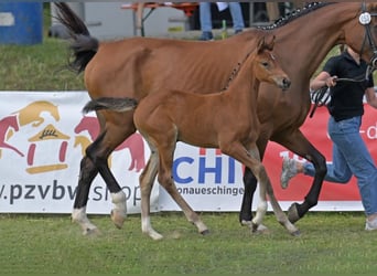 Caballo de deporte alemán, Yegua, Potro (06/2025), Castaño