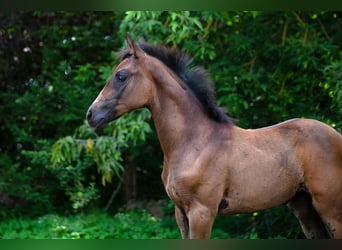 Caballo de deporte alemán, Yegua, Potro (05/2025), Castaño oscuro