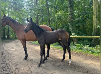 Caballo de deporte alemán, Yegua, Potro (02/2025), Castaño oscuro