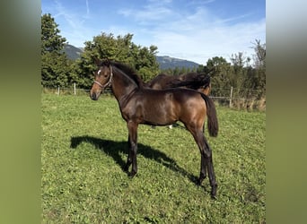 Caballo de deporte alemán, Yegua, Potro (05/2026), Castaño oscuro
