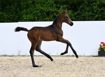 Caballo de deporte alemán, Yegua, Potro (05/2025), Castaño oscuro