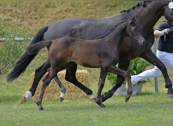 Caballo de deporte alemán, Yegua, Potro (04/2025), Morcillo