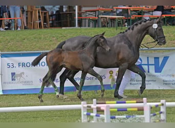 Caballo de deporte alemán, Yegua, Potro (04/2025), Morcillo