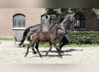 Caballo de deporte alemán, Yegua, , Musgo