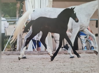 Caballo de deporte alemán, Yegua, Potro (05/2026), Musgo