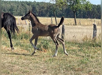 Caballo de deporte alemán, Yegua, Potro (06/2026), Negro