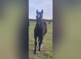 Caballo de deporte alemán, Yegua, Potro (04/2023), Negro