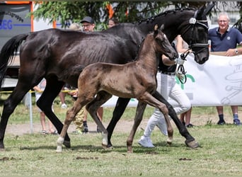 Caballo de deporte alemán, Yegua, Potro (05/2025), Negro