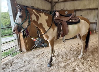 Caballo de deporte belga, Caballo castrado, 10 años, 153 cm, Pío