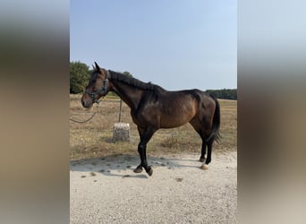 Caballo de deporte belga, Caballo castrado, 10 años, 170 cm, Castaño oscuro