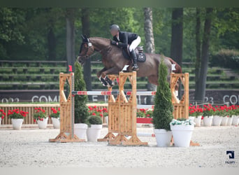 Caballo de deporte belga, Caballo castrado, 10 años, 180 cm, Alazán-tostado