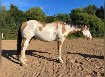 Caballo de deporte belga, Caballo castrado, 11 años, 152 cm, Pío
