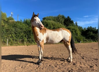 Caballo de deporte belga, Caballo castrado, 11 años, 152 cm, Pío