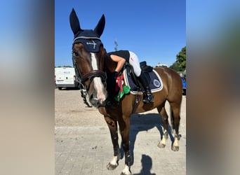 Caballo de deporte belga, Caballo castrado, 11 años, 165 cm, Castaño